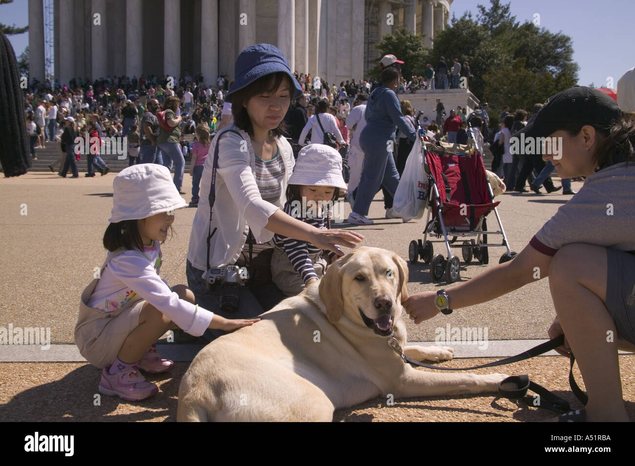 Mère avec de jeunes enfants s'arrêter au pet golden labrador retriever dog devant le Jefferson Memorial Washington DC USA Banque D'Images