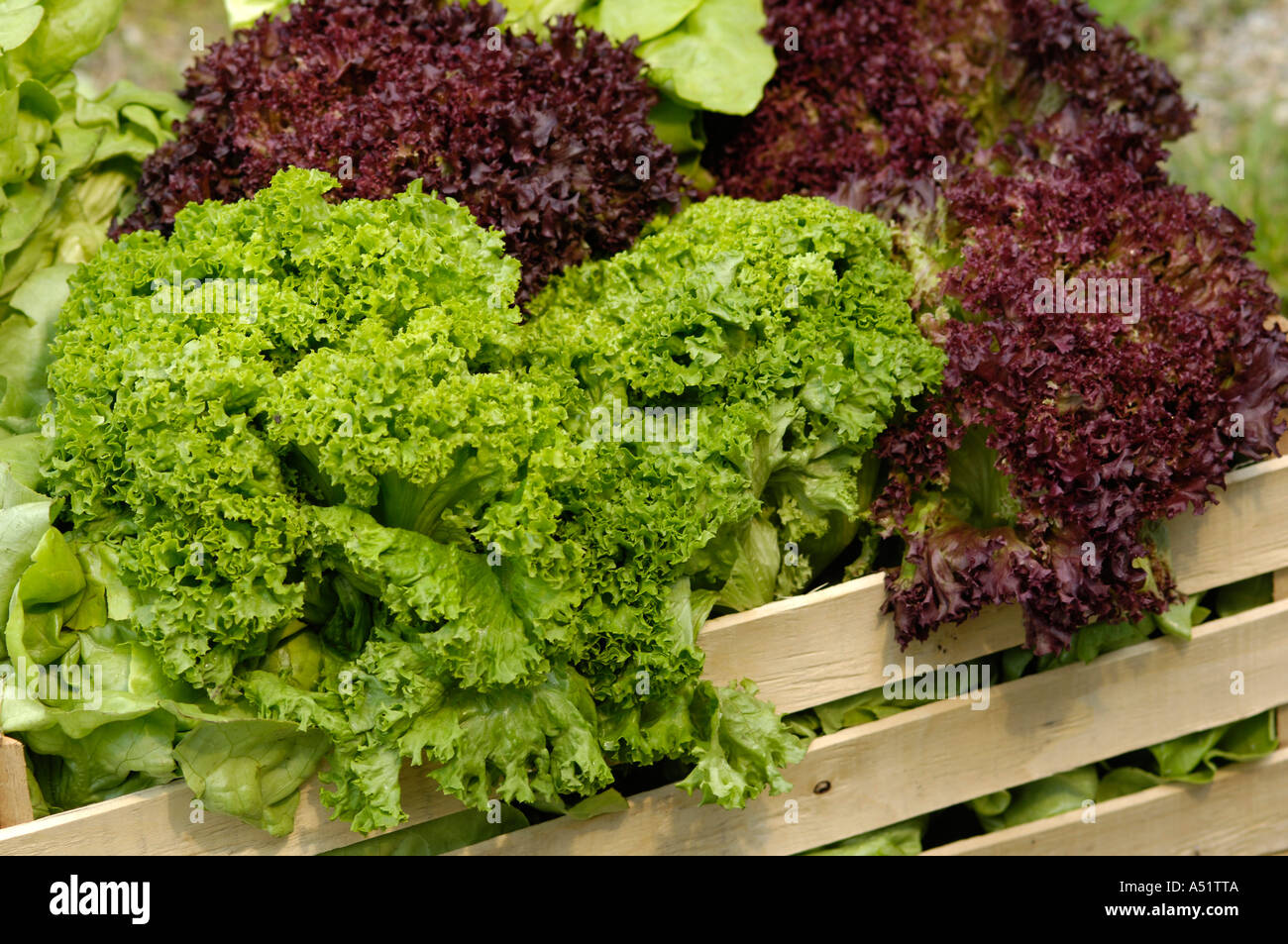 Sortes De Salades Banque d'image et photos Alamy — free download