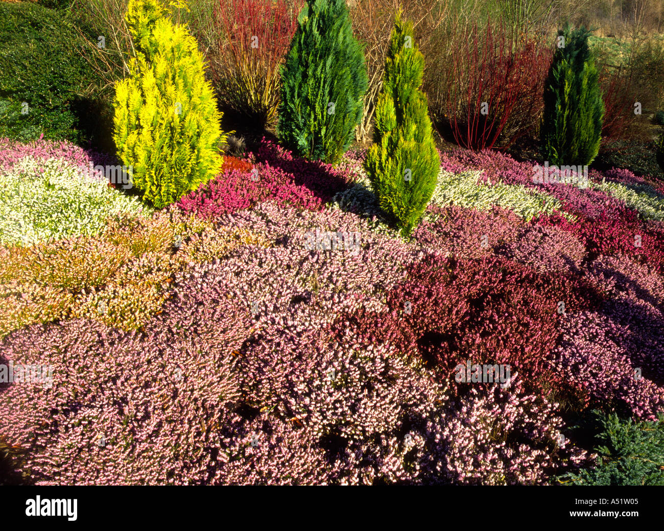 Bruyères multicolores, jardin d'hiver Banque D'Images