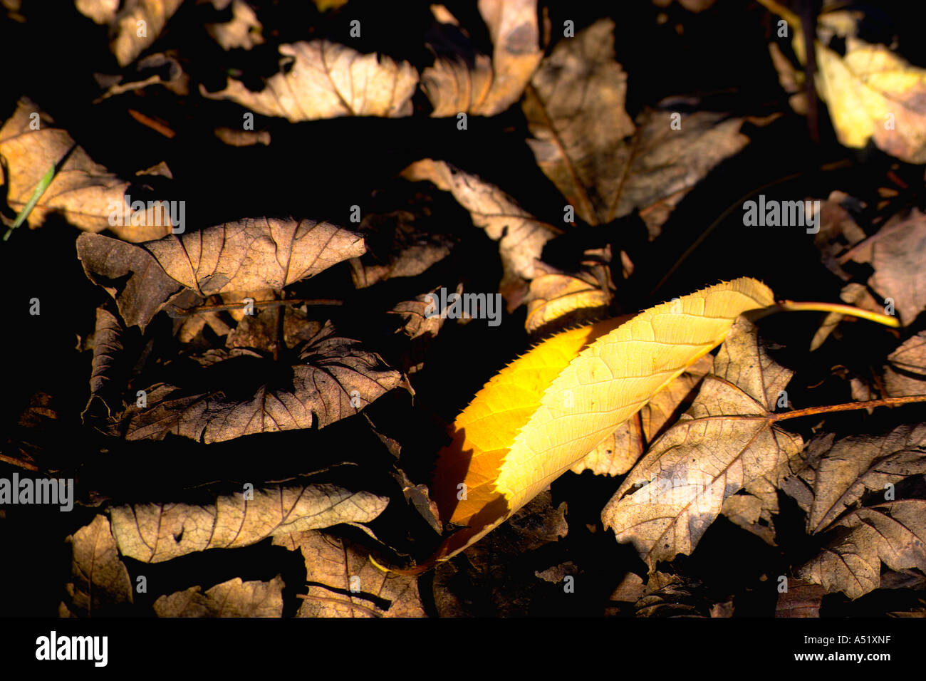 Image de l'automne les feuilles tombées Banque D'Images