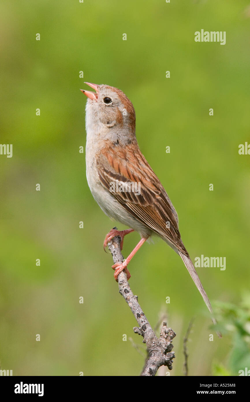 Field Sparrow Spizella pusilla Réserve de prairie à herbes Pawhaska Oklahoma USA 7 juillet EMBERIZIDAE Adultes Banque D'Images