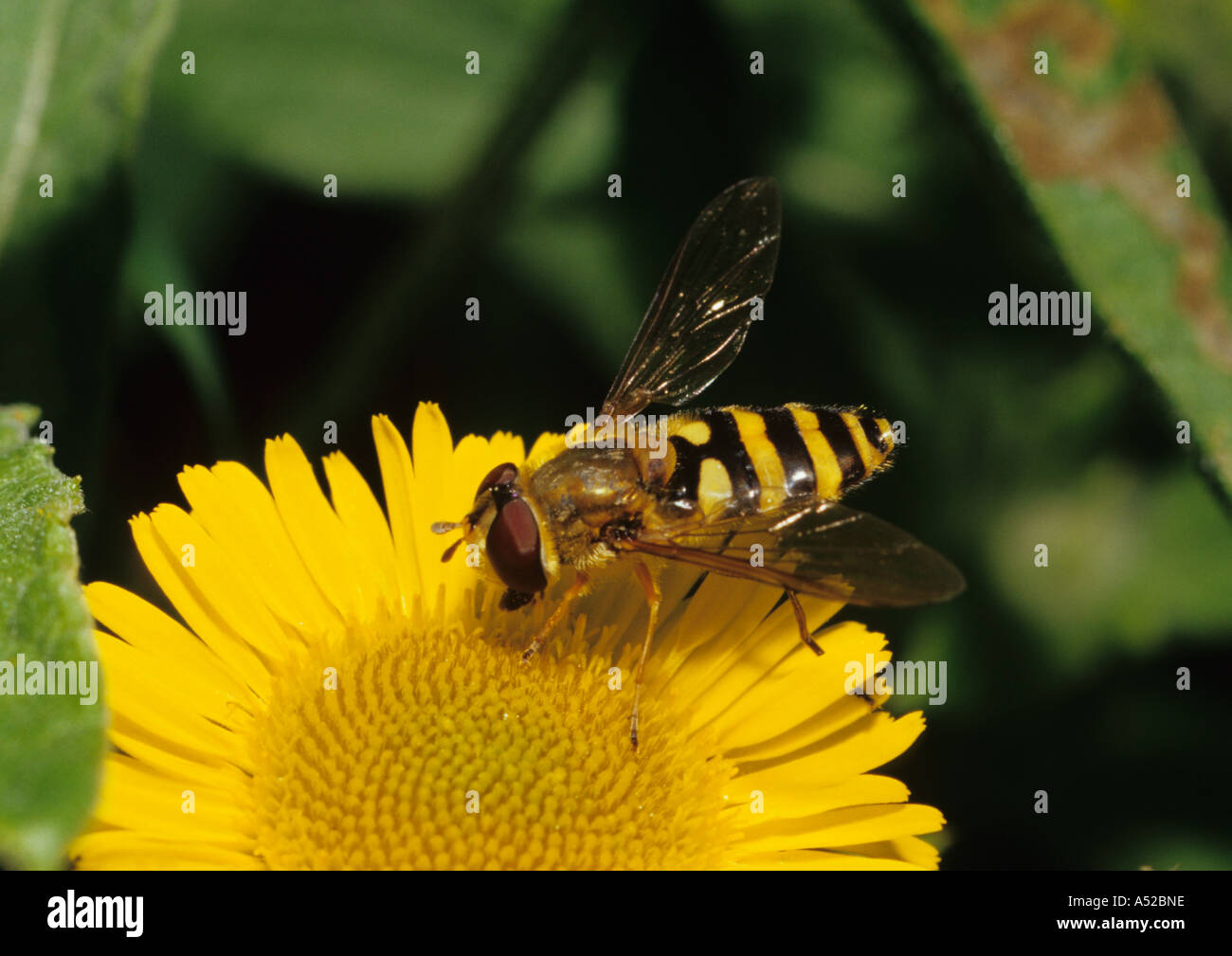 Hover-fly sur Syrphus ribesii (Fleurs) au Royaume-Uni Banque D'Images