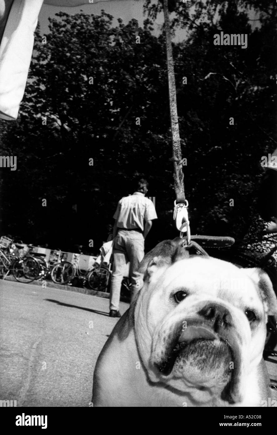 Chien de lécher sa bouche Banque D'Images