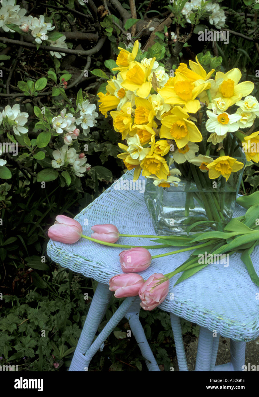 Vase en verre 'narcissus', jonquilles, tulipes roses sur table en osier peint bleu.pommier en fleurs. Banque D'Images