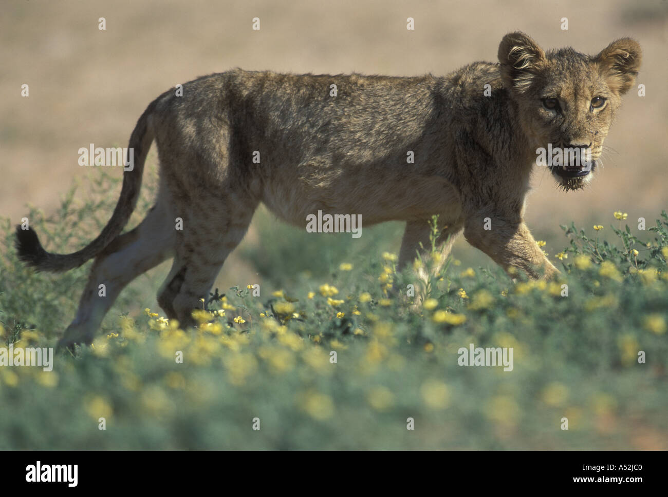 L'Afrique du Kgalagadi Transfrontier Park lion Panthera leo promenades dans domaine de fleurs sauvages dans le désert du Kalahari Banque D'Images