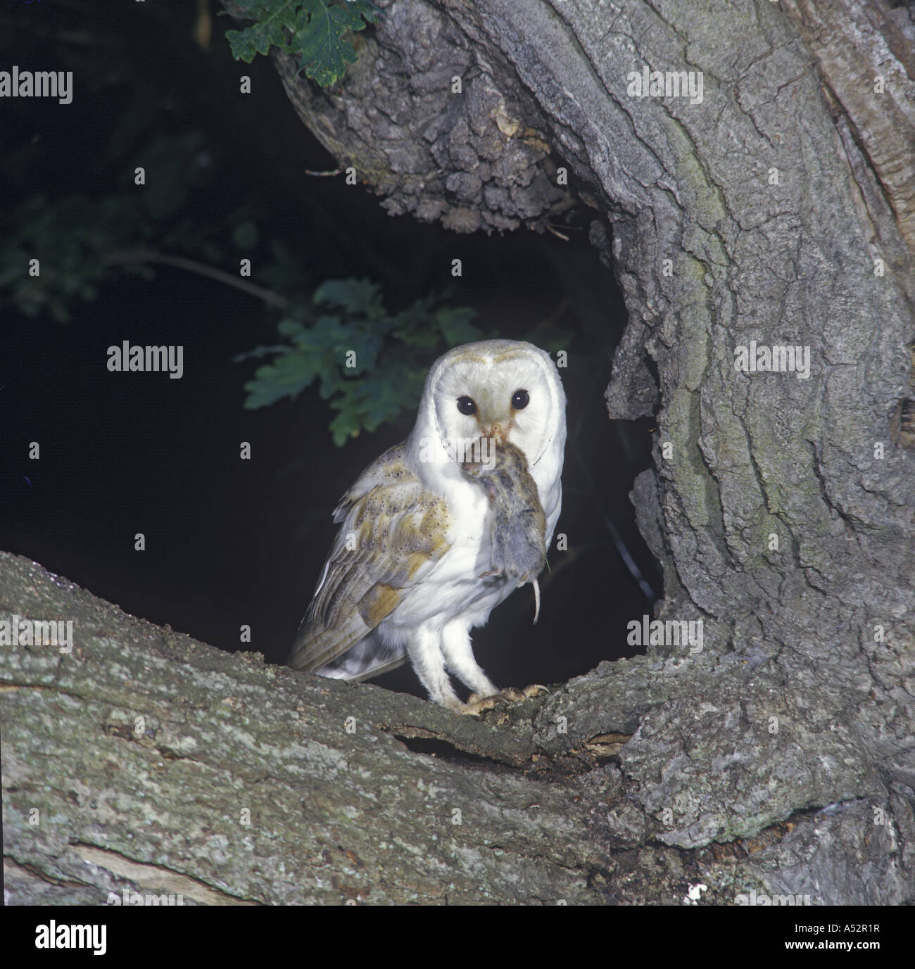 Effraie des clochers Tyto alba perché sur arbre avec bec de campagnols Banque D'Images