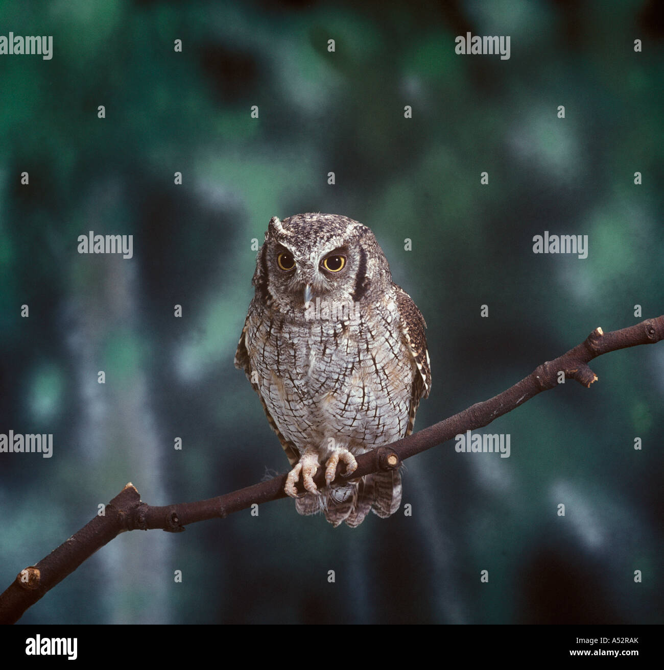 Spix Screech Owl Otus choliba savent aussi que le tropical Screech Owl Banque D'Images
