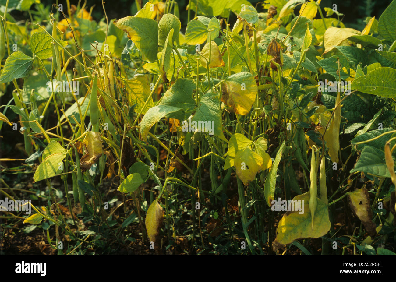 Les plants de haricots verts dans le pod avec de graves symptômes de carence en potassium k Banque D'Images