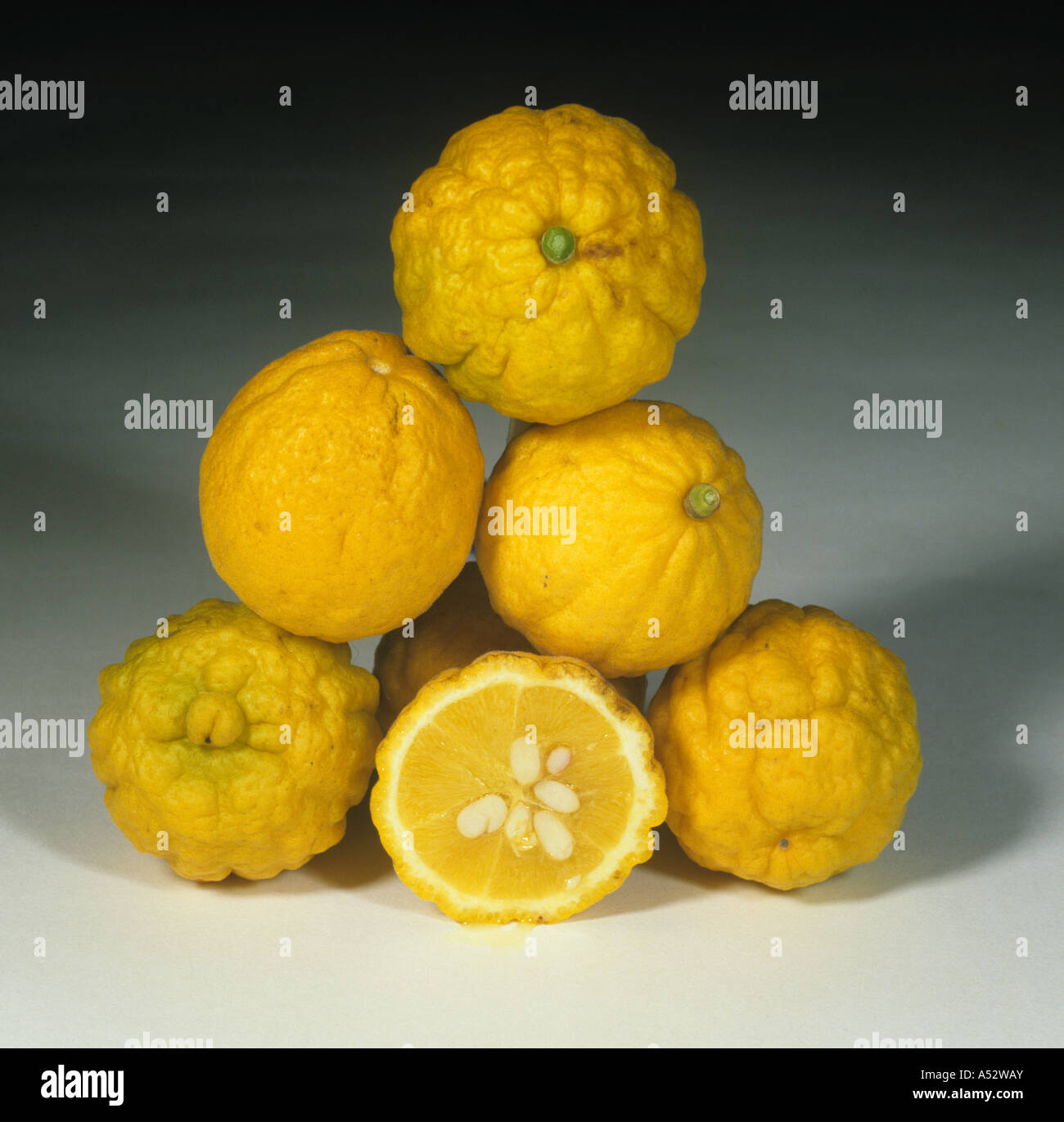 Ensemble porte-greffe d'agrumes en suprêmes et trifoliées fruits Poncirus  trifoliata orange Photo Stock - Alamy