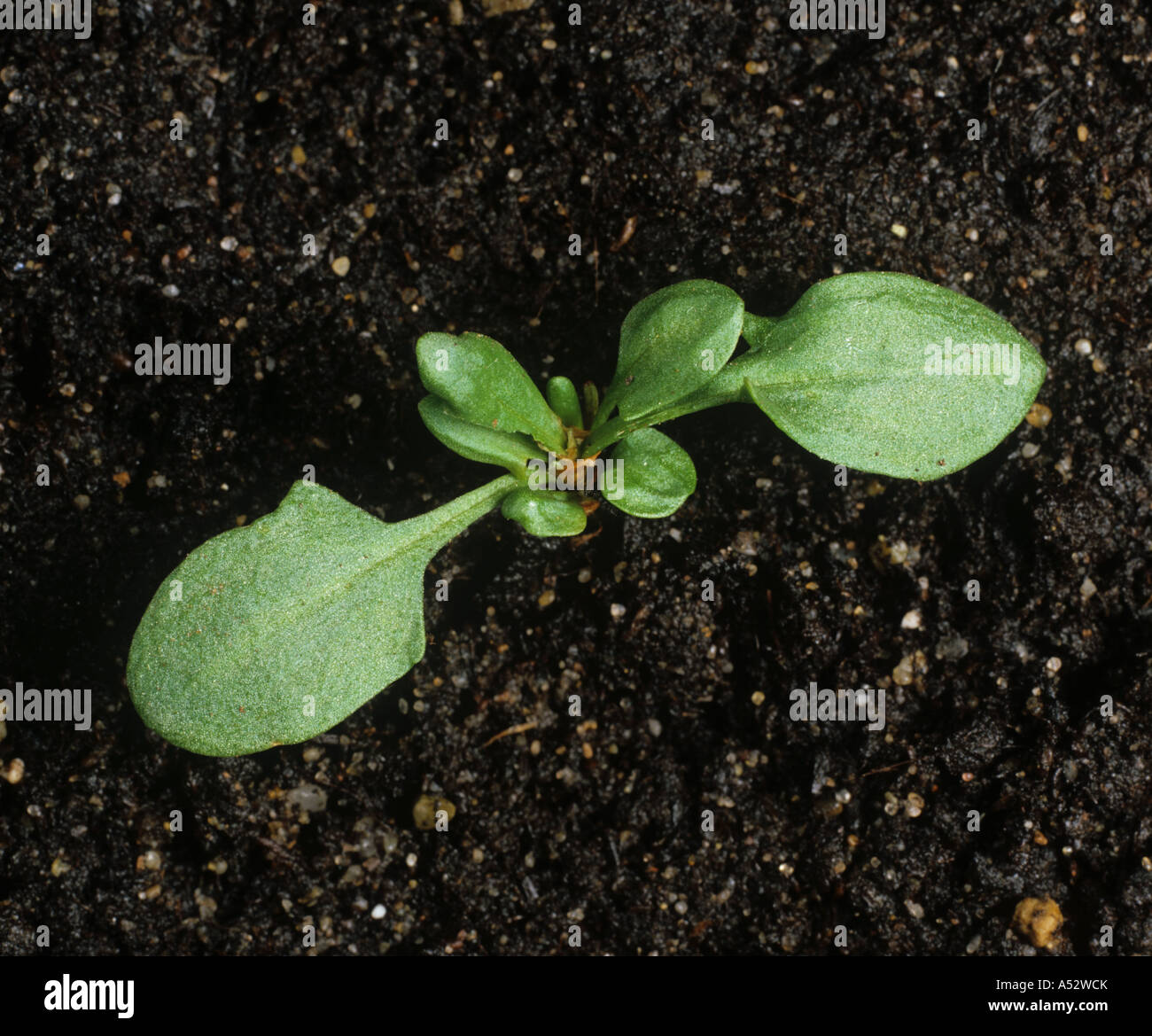 Moutons sorrel Rumex acetosella jeune plant sur fond de sol Banque D'Images