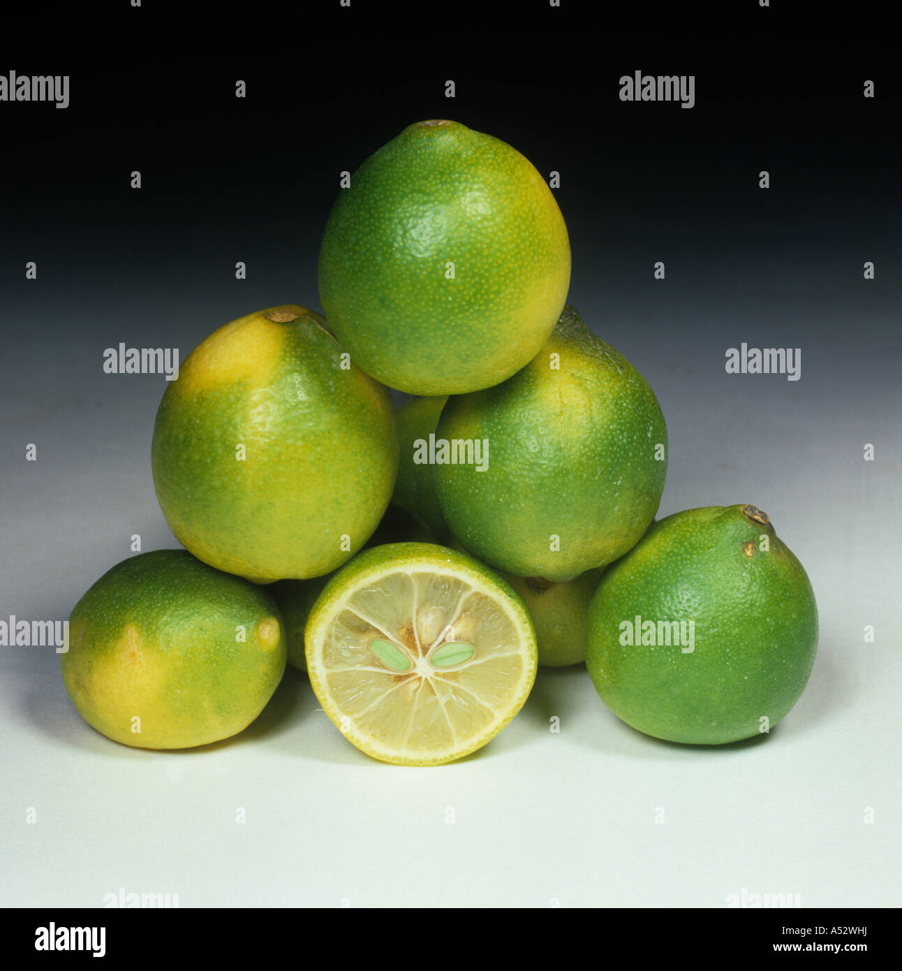 Ensemble composé de fruits limequat kumquat hybride entre la ligne et variété Limequat Eustis Banque D'Images