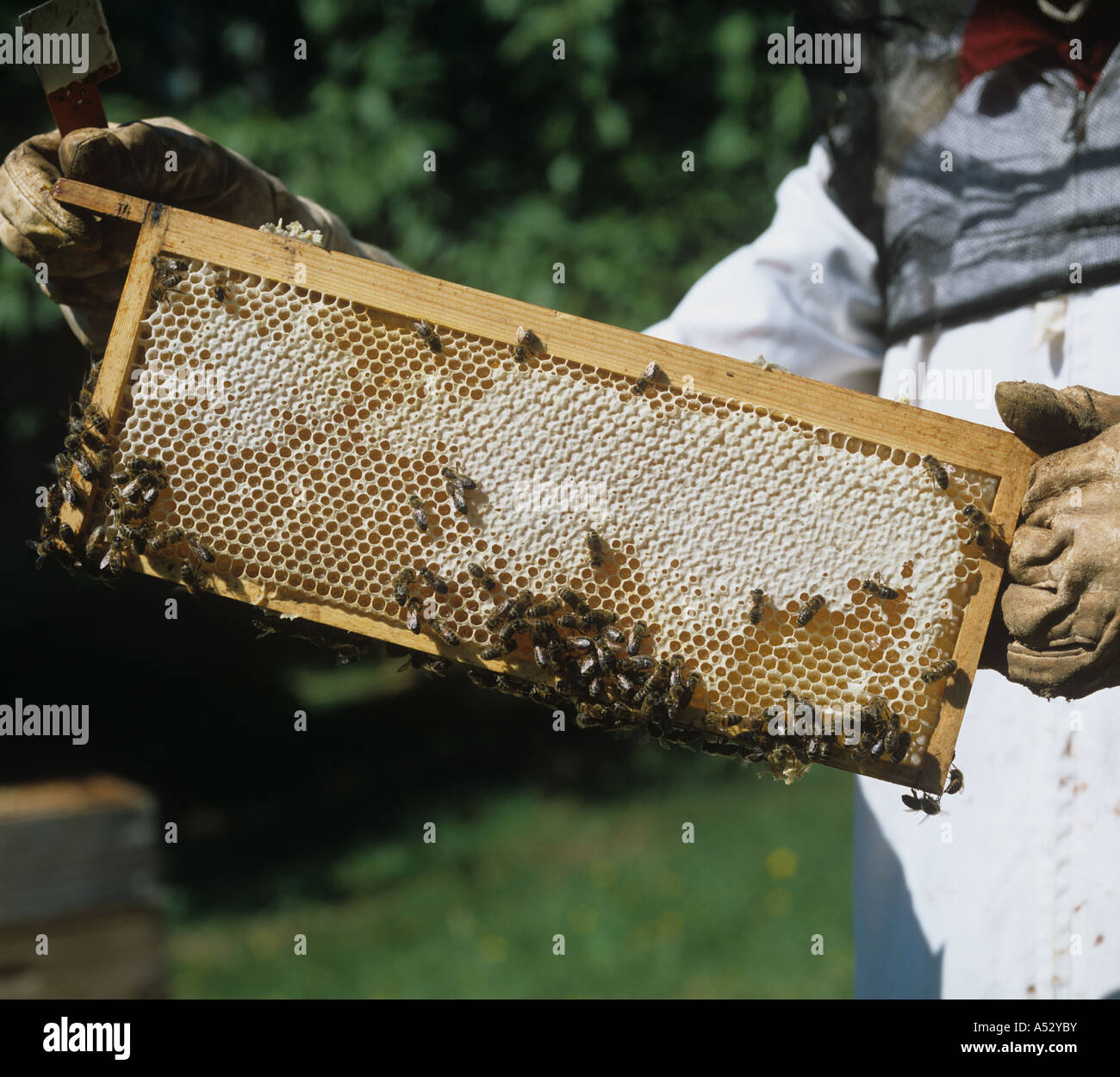 Beekeeper holding partie peu profonde cadre scellé avec du miel d'abeilles Banque D'Images