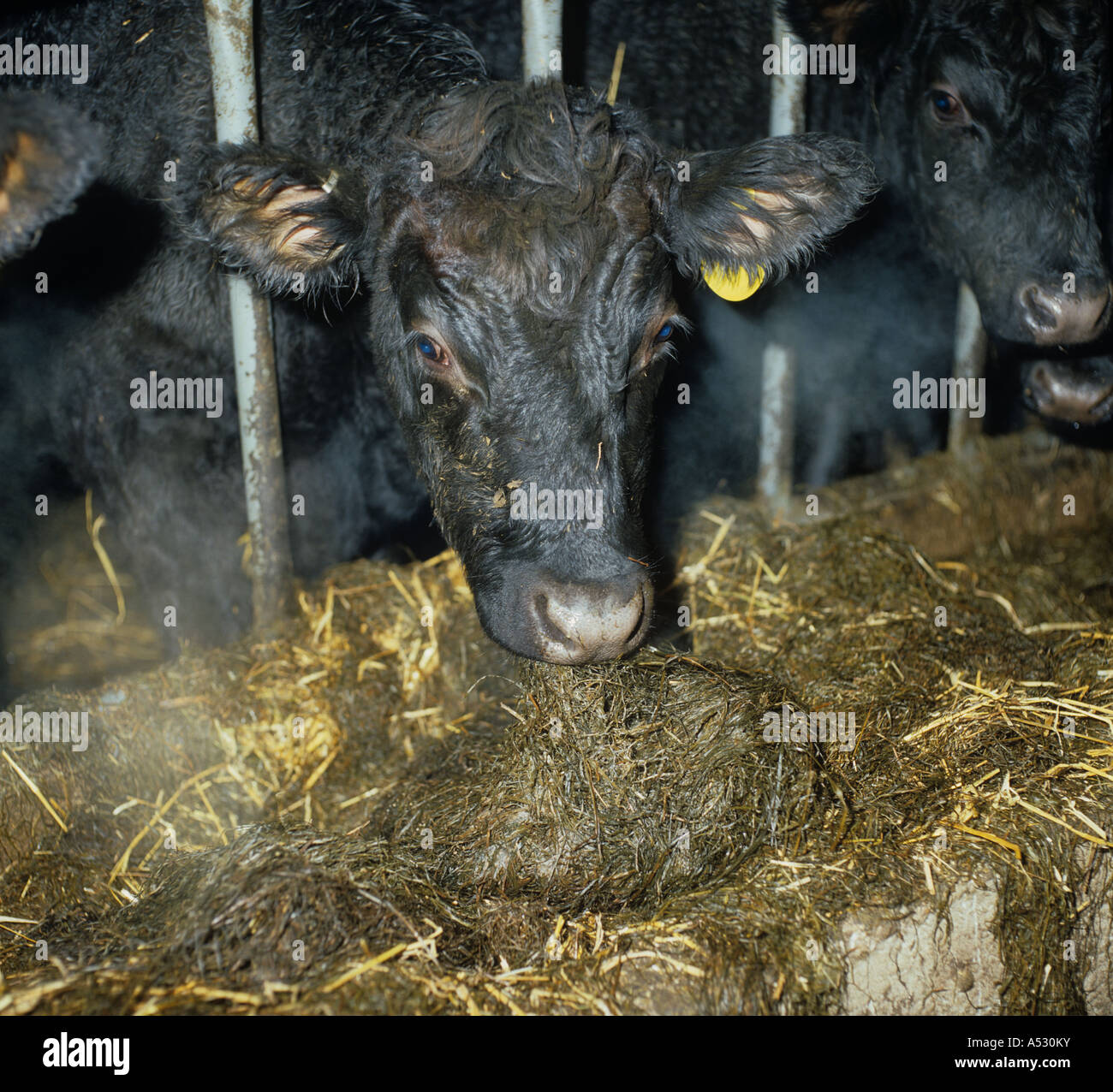Youngstock Aberdeen Angus steer ensilage manger sur un froid matin d'hiver Banque D'Images