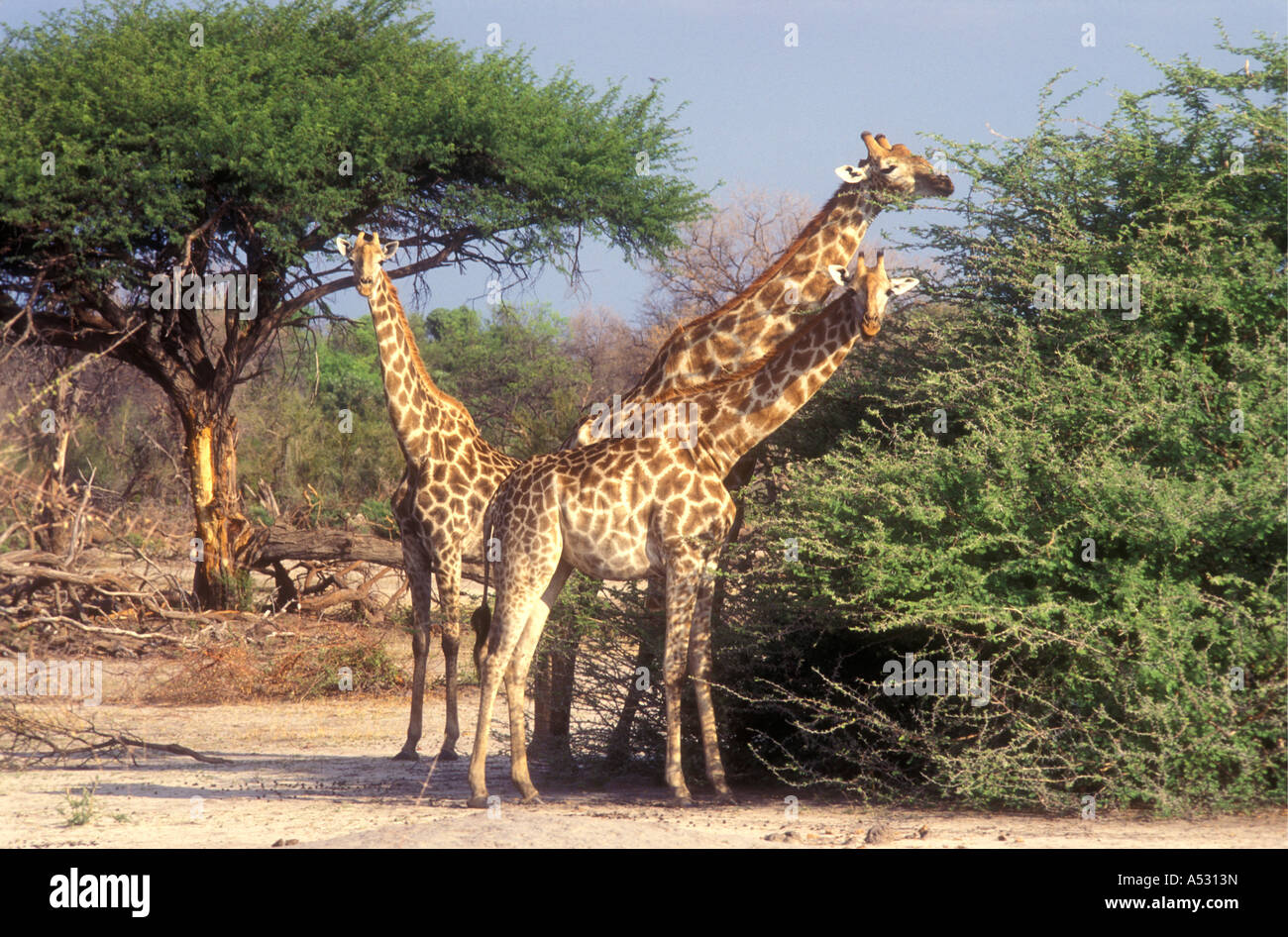 Girafe commun naviguant sur acacia arbres Parc National de Chobe au Botswana Banque D'Images