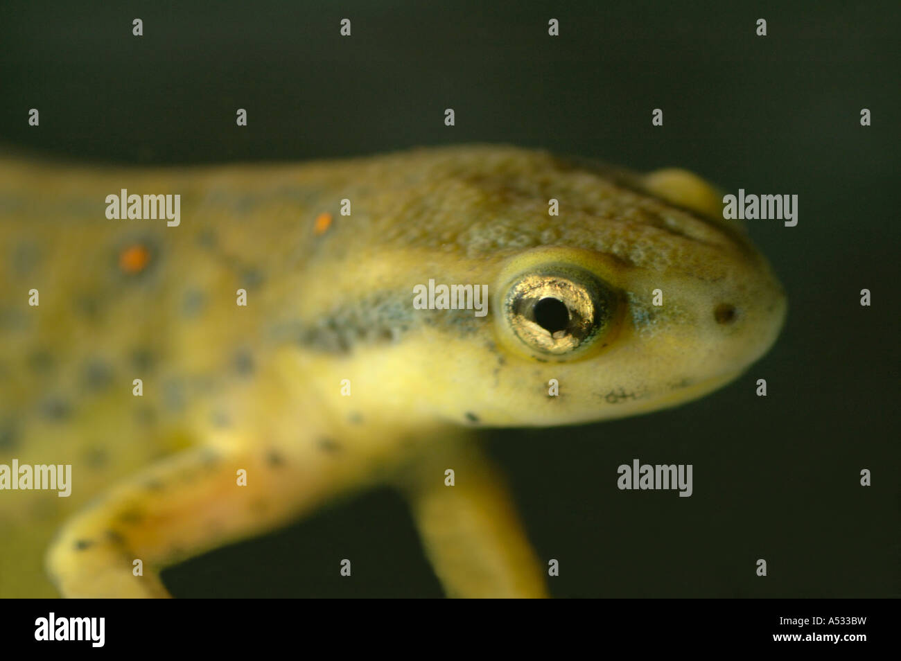 (Ou l'est 'red-spotted') triton Notophthalmus viridescens close up Banque D'Images