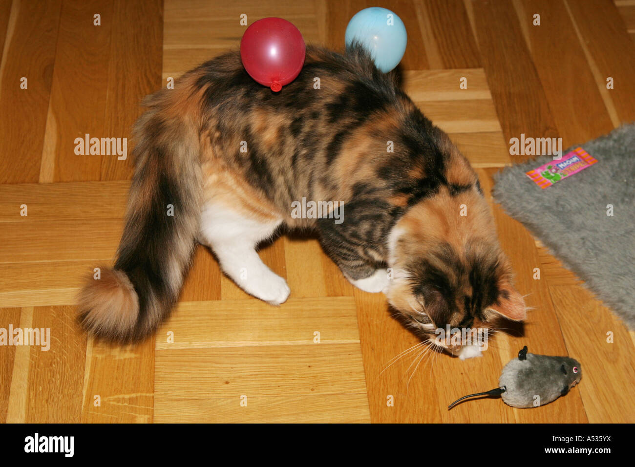 L Electricite Statique Est Maintenant Les Deux Petits Ballons Dans La Fourrure Du Chaton Photo Stock Alamy