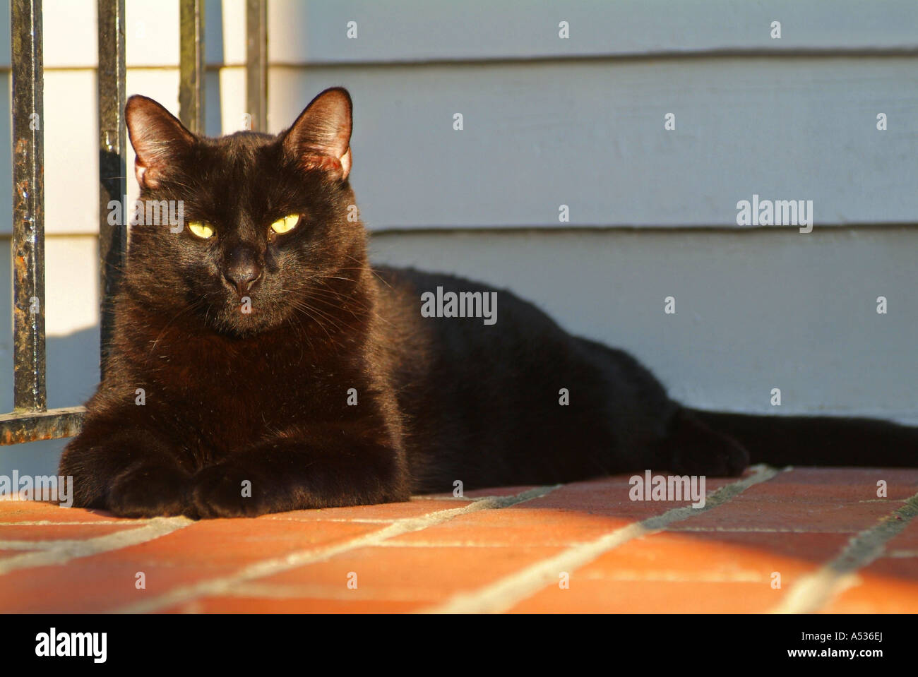 Chat noir avec des yeux jaunes Banque D'Images