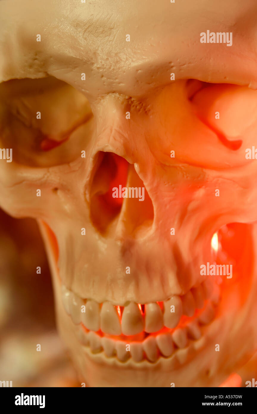 Un squelette et du crâne Banque D'Images