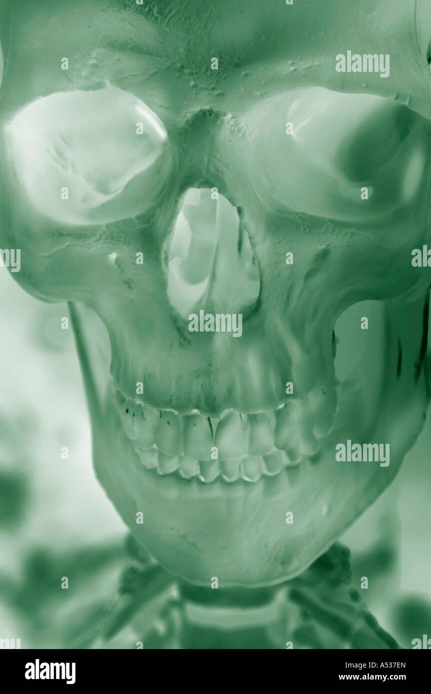 Un squelette et du crâne Banque D'Images