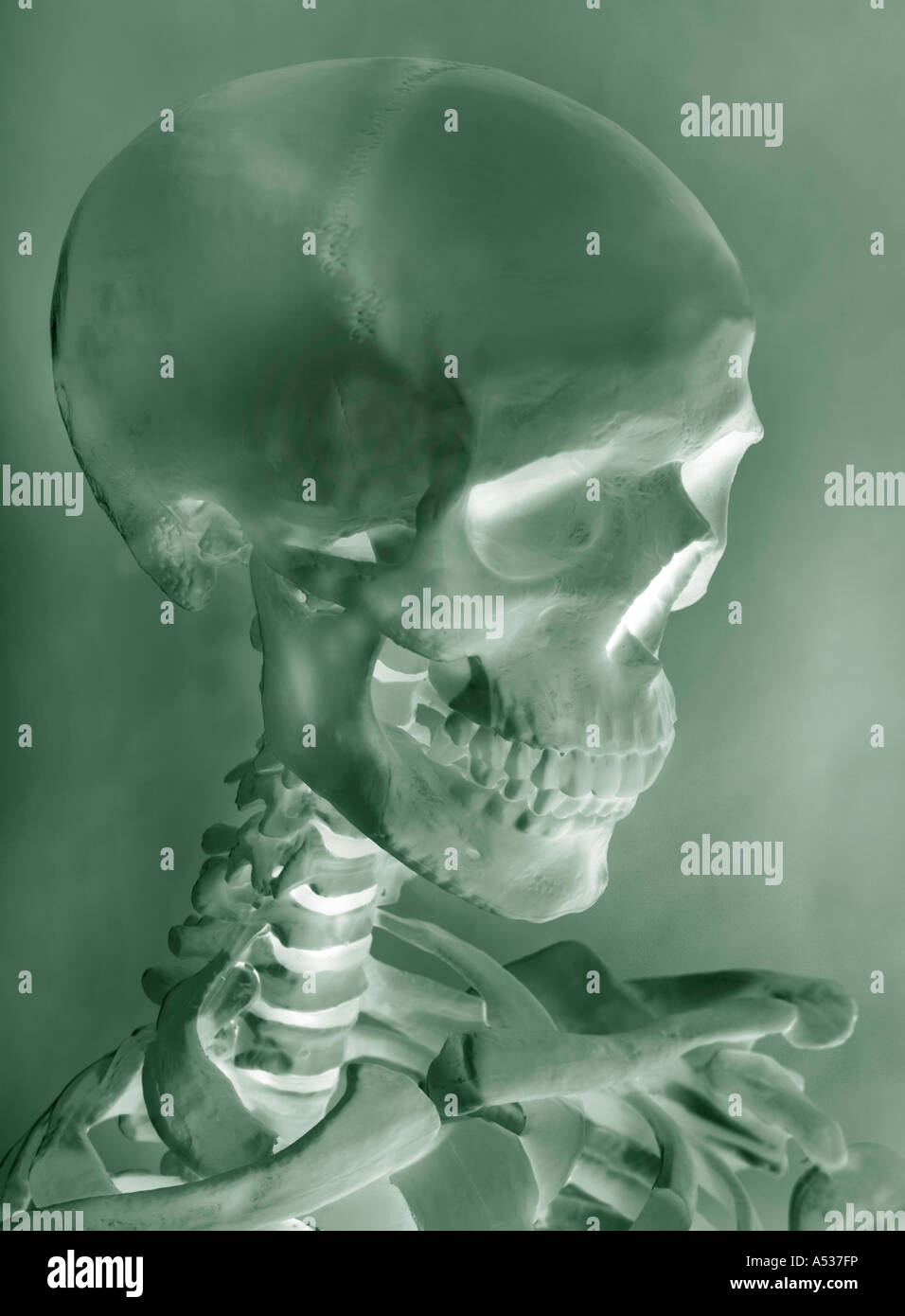 Un squelette et du crâne Banque D'Images