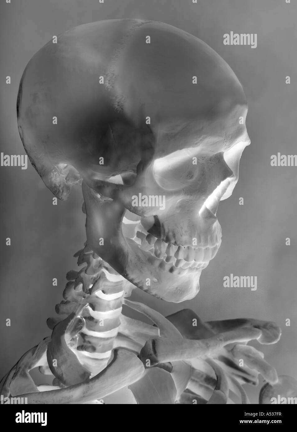 Un squelette et du crâne Banque D'Images