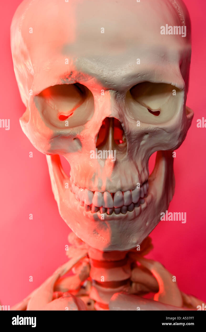 Un squelette et du crâne Banque D'Images