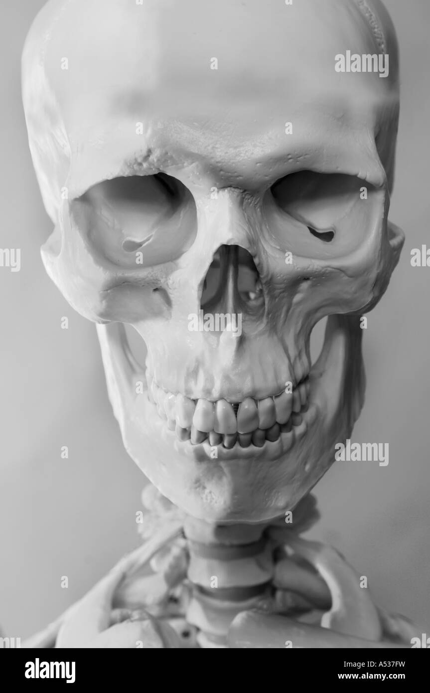 Un squelette et du crâne Banque D'Images