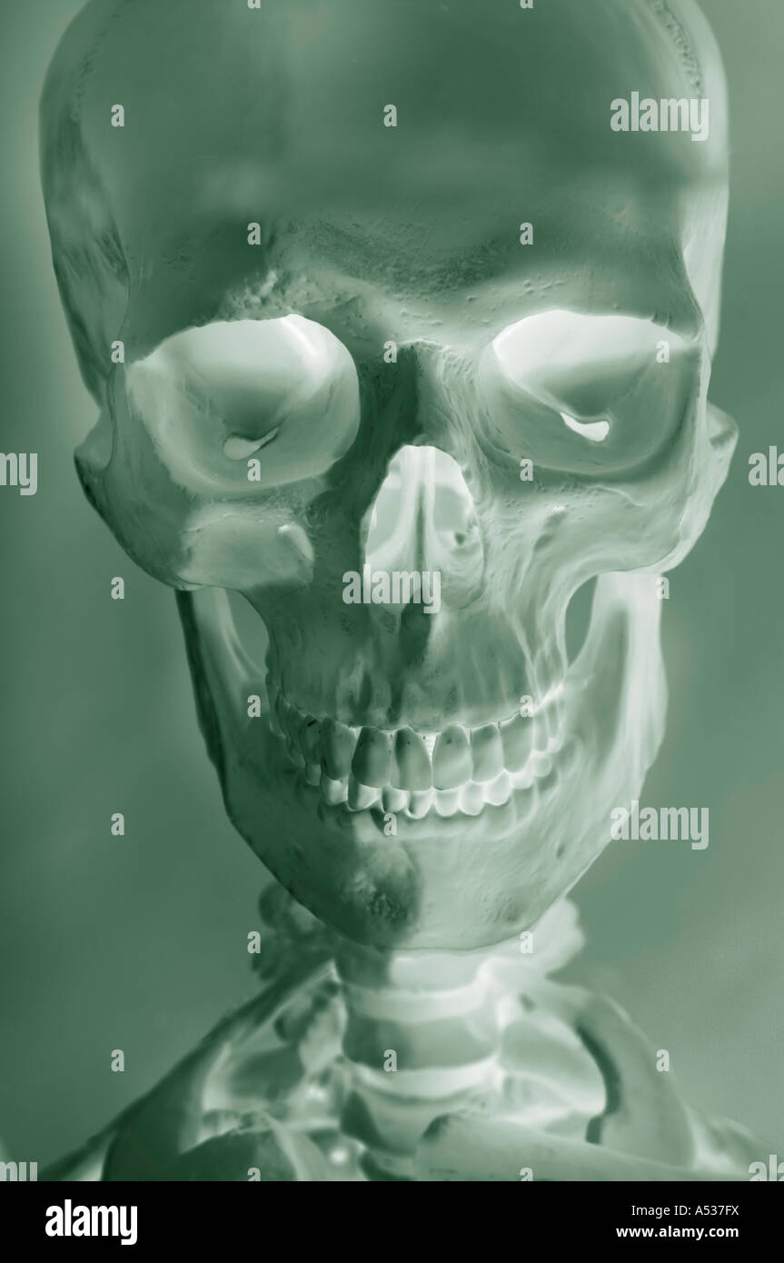 Un squelette et du crâne Banque D'Images