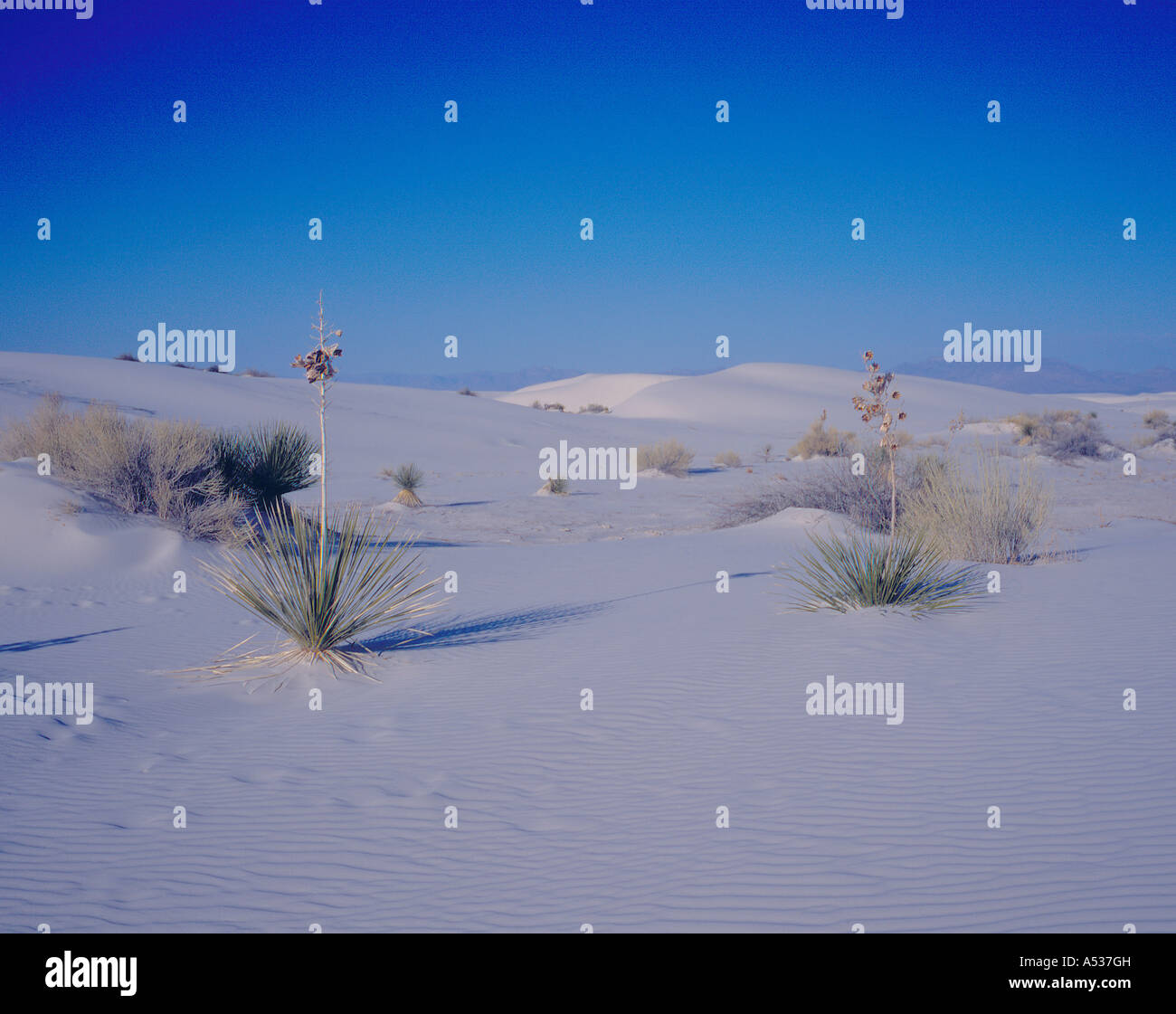 Yucca White Sands National Monument Nouveau Mexique États-Unis. Photo par Willy Matheisl Banque D'Images