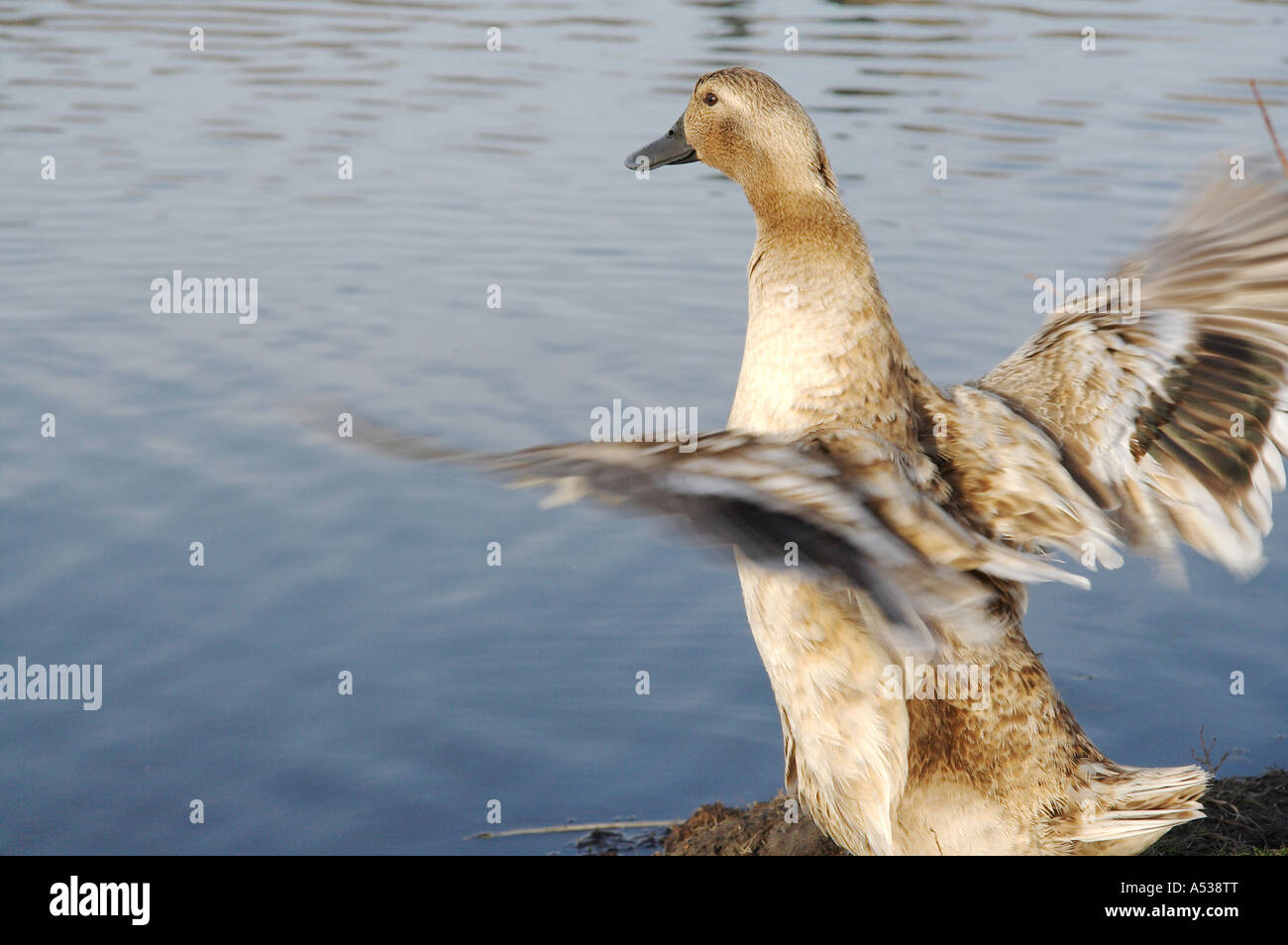 Portrait de la faune : Canard près de l'eau prendre son envol Banque D'Images