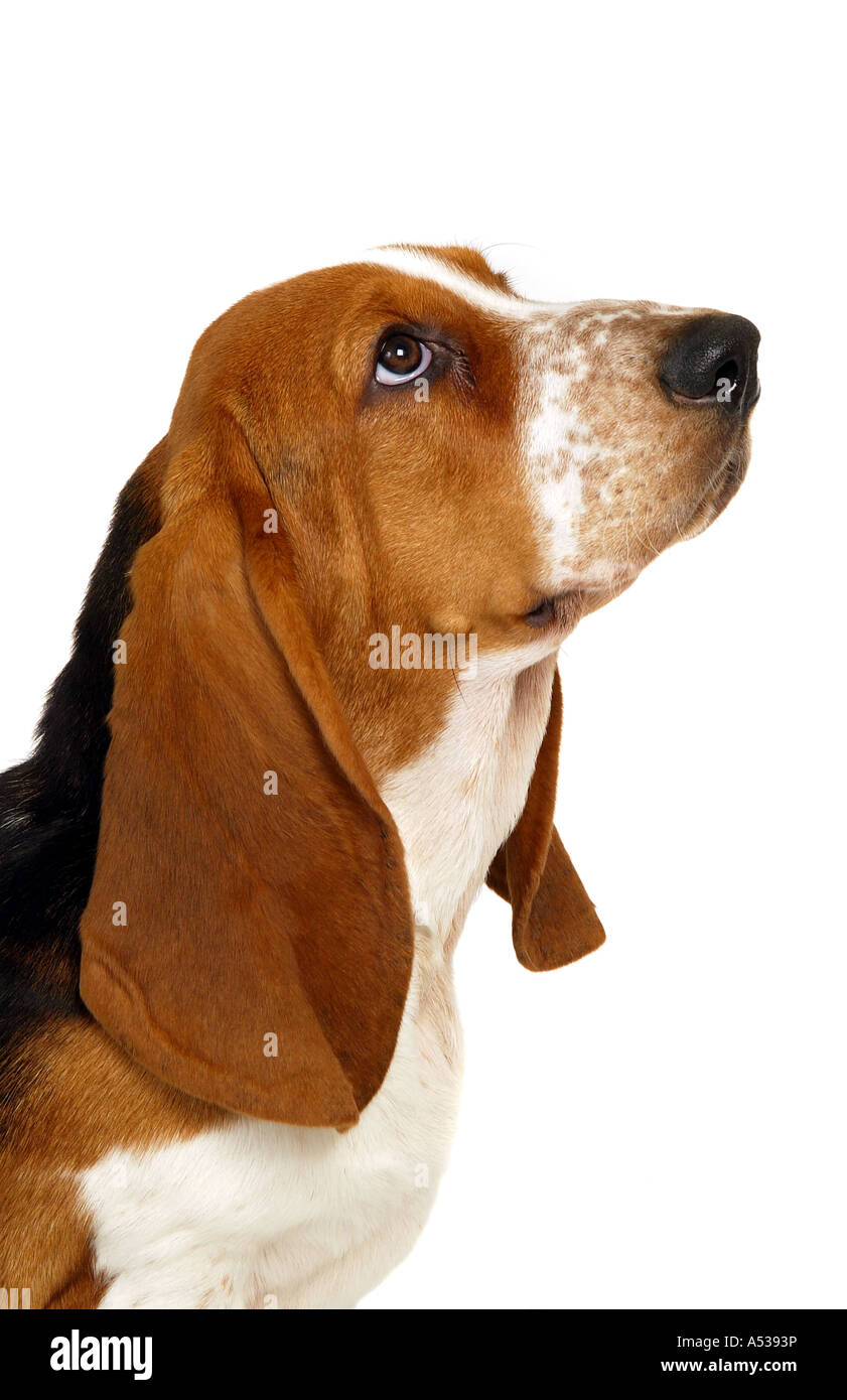 Bassett Hound Dog in studio Banque D'Images