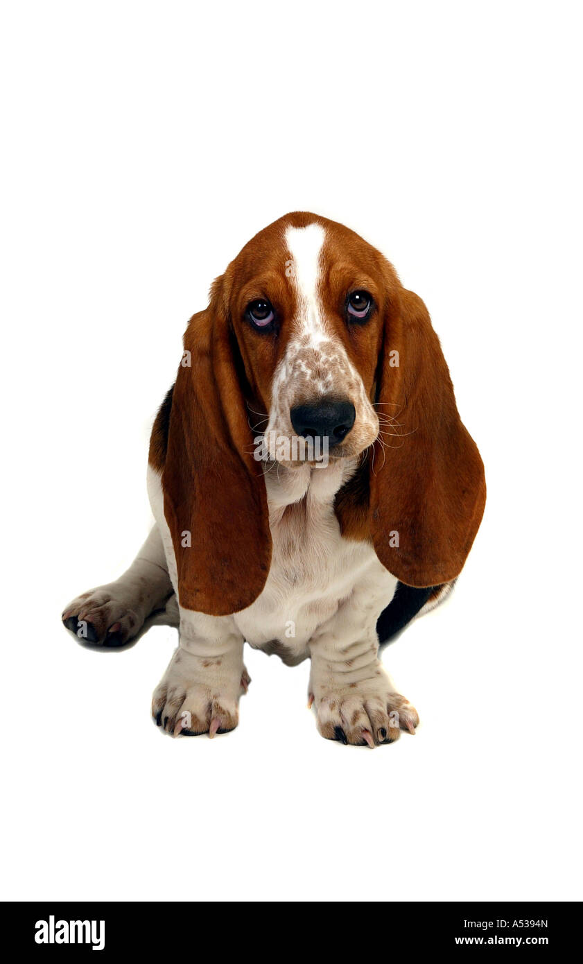 Bassett Hound assis Banque D'Images