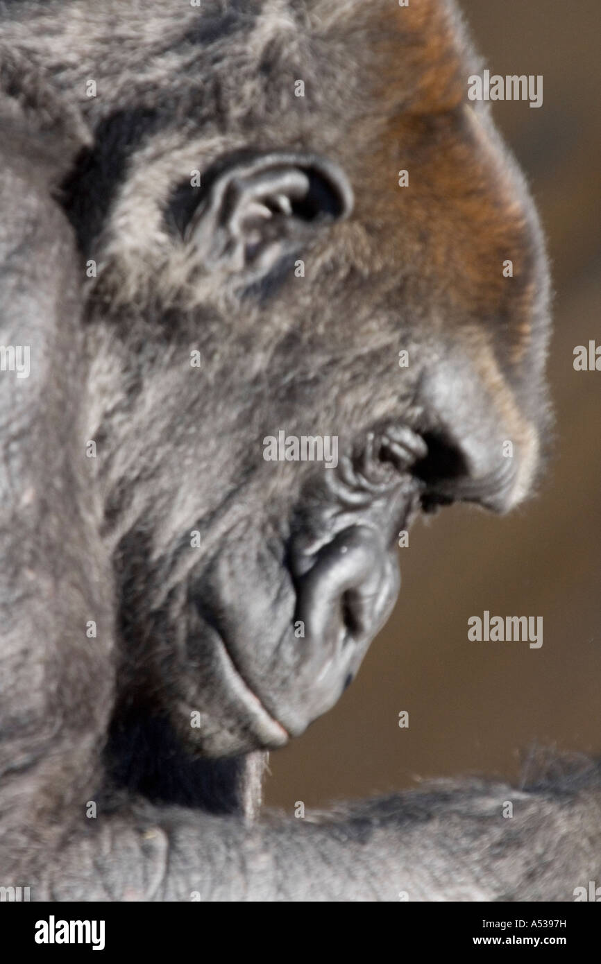 Portrait de la faune : Highland Mountain Gorilia Banque D'Images