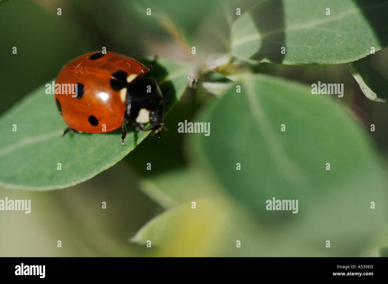 La faune macro : ladybug/Coccinelle Banque D'Images