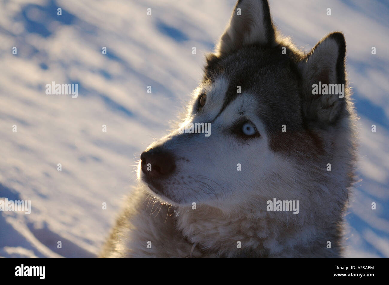 Portrait : Wolfe (husky de Sibérie) dans l'établissement d'hiver Banque D'Images