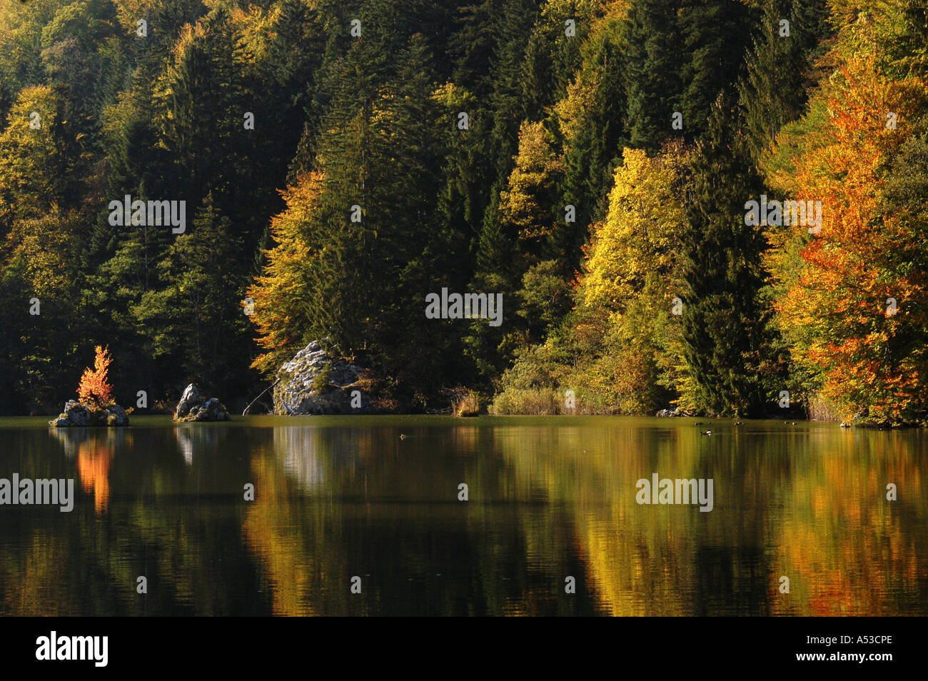 Peu de tarn en forêt d'automne, Autriche Banque D'Images