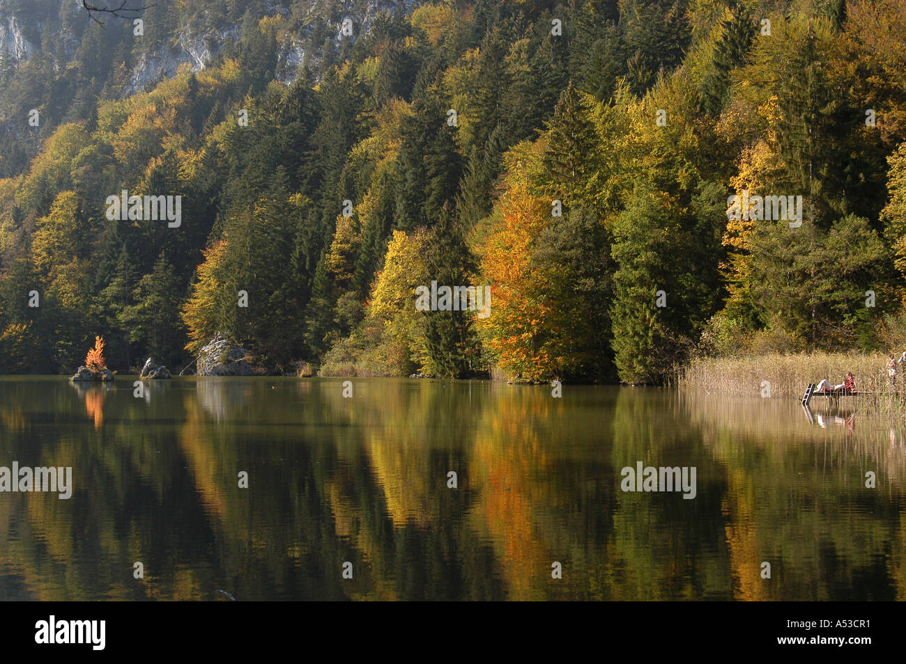 Peu de tarn en forêt d'automne, Autriche Banque D'Images