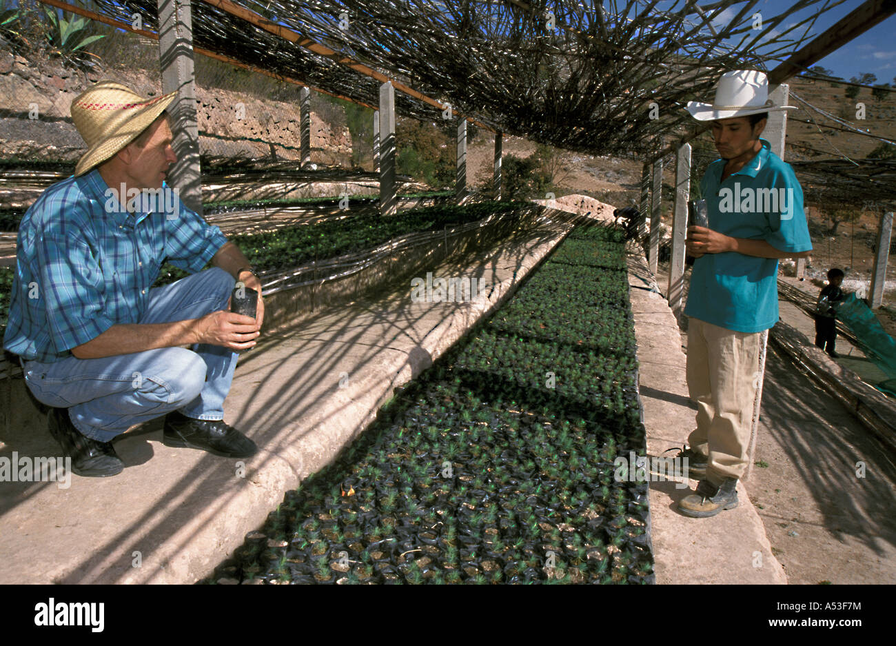 Painet ha0679 5586 le Mexique pour les semis de pin reboisement pépinière communautaire en développement pays altamixteca oaxaca Banque D'Images