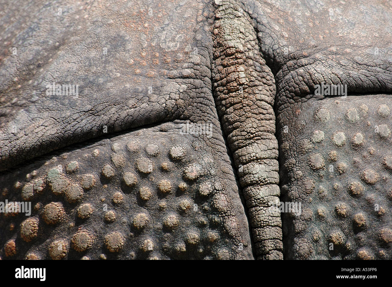 Arrière d'un grand rhinocéros indien (Rhinoceros unicornis), close-up Banque D'Images