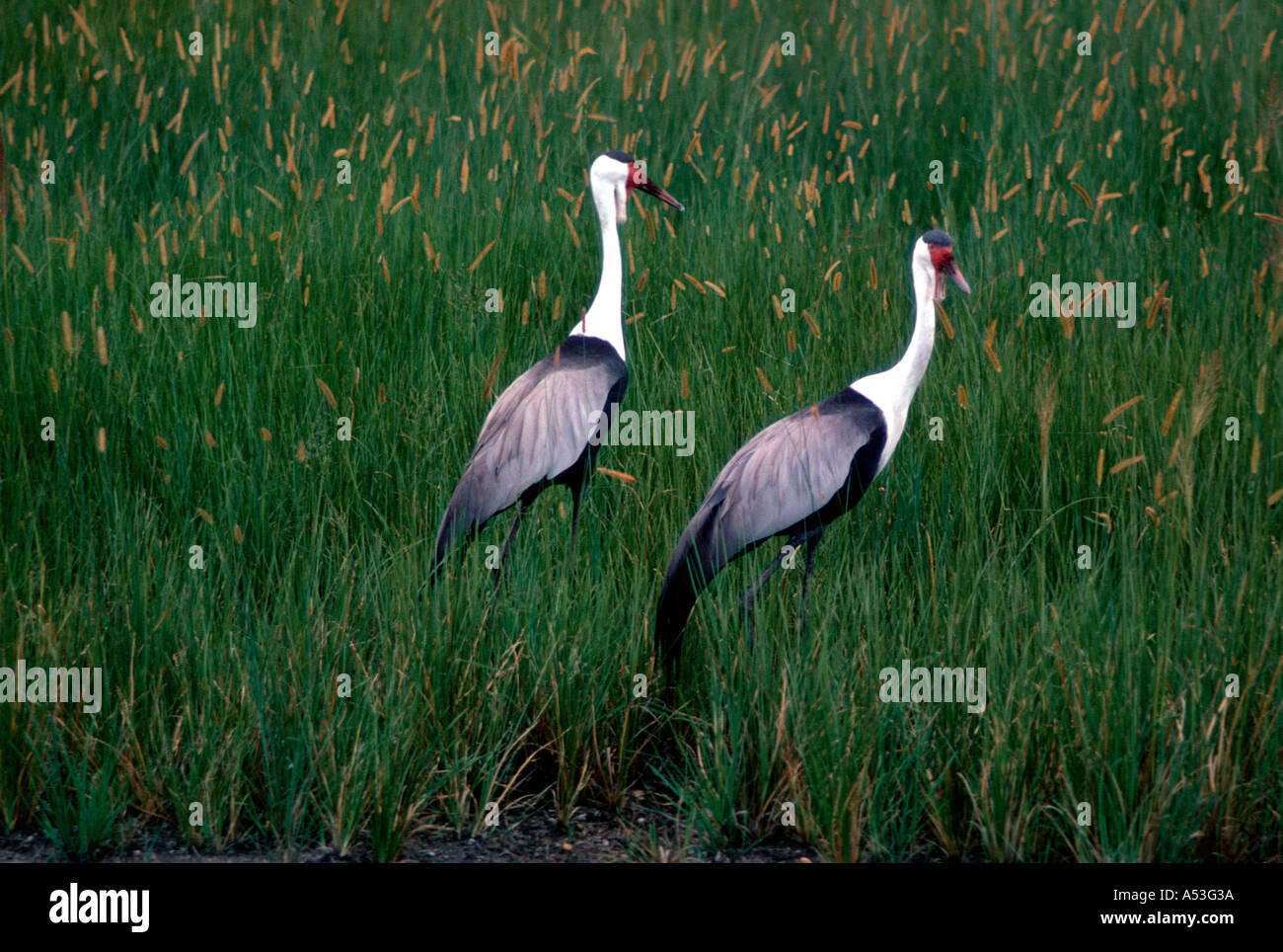 Grue caronculée Grus carunculatus Nyika Plateau Malawi Banque D'Images