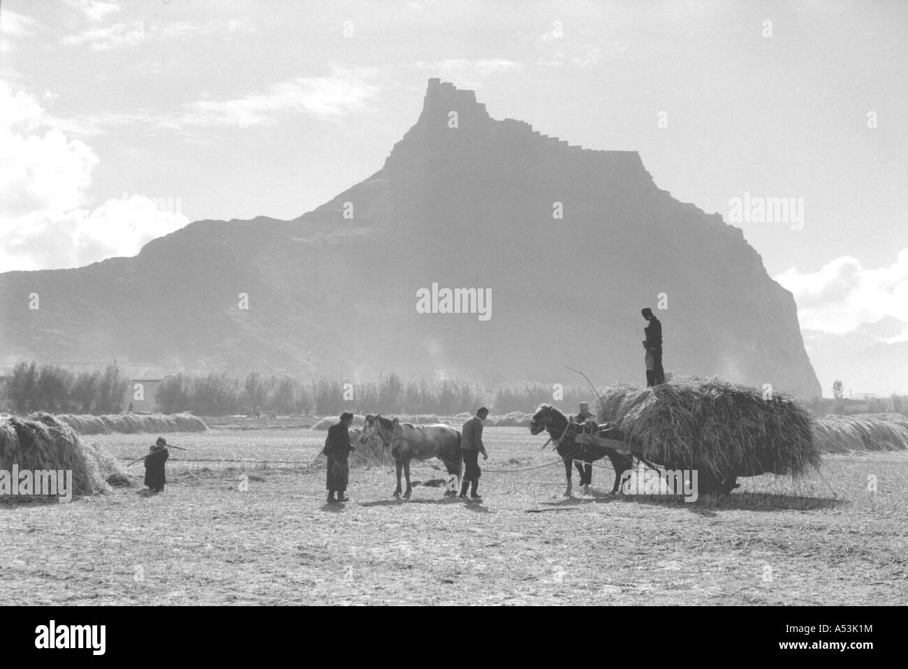 Painet ha1477 301 paysage noir et blanc la récolte d'orge gyantse tibet au pays en développement, pays économiquement moins Banque D'Images