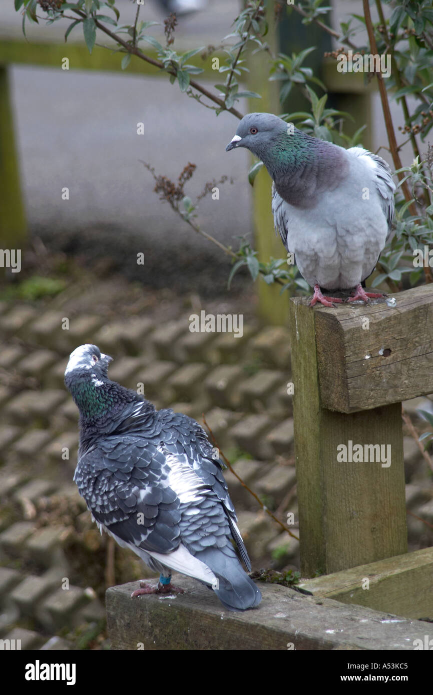 Angleterre, Royaume-Uni. Paire de pigeons sauvages annelés assis sur une clôture en bois Banque D'Images