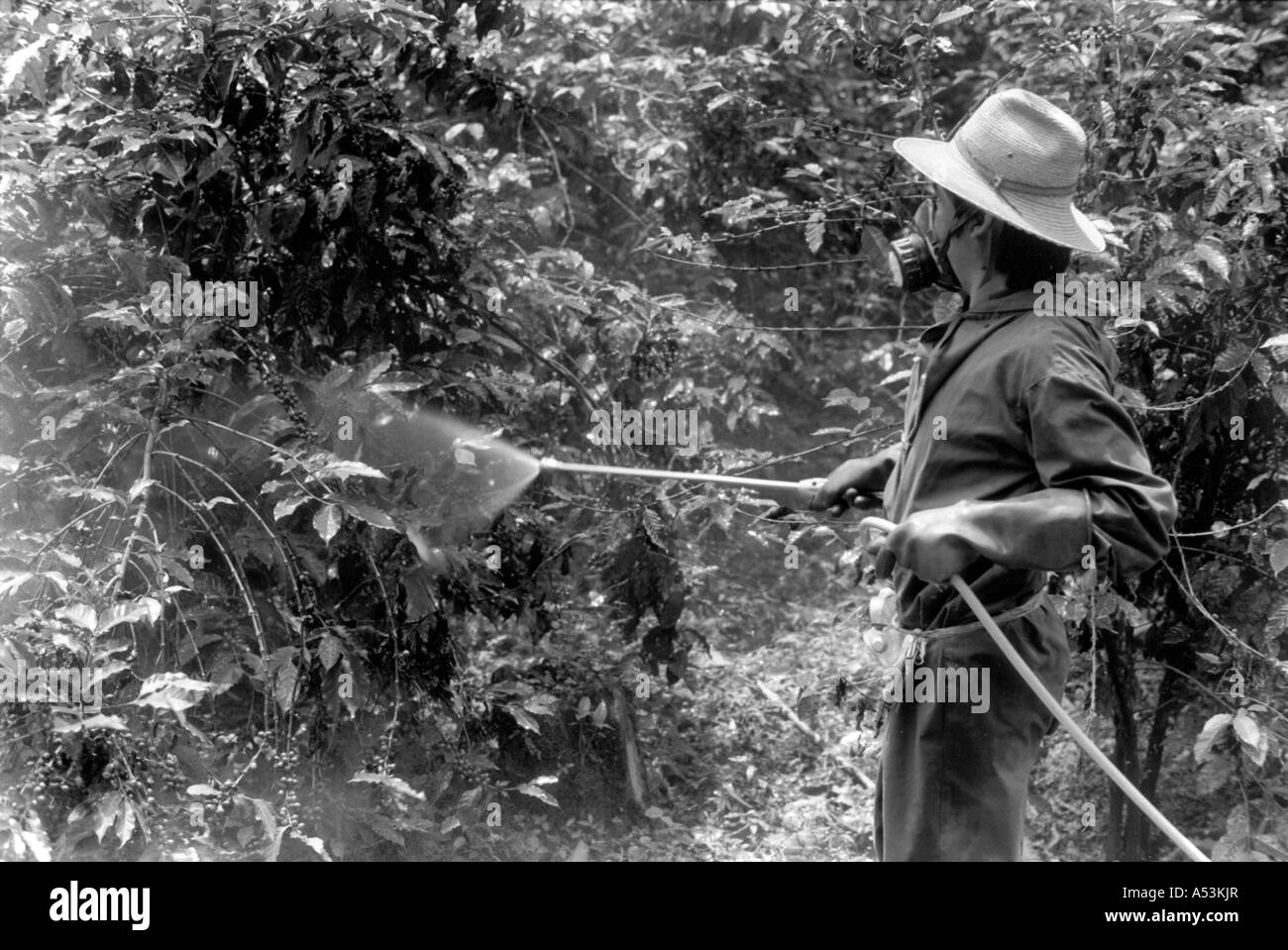 Painet ha1551 312 noir et blanc homme environnement café pulvérisation insecticide buissons au pays en développement, pays guatemala Banque D'Images