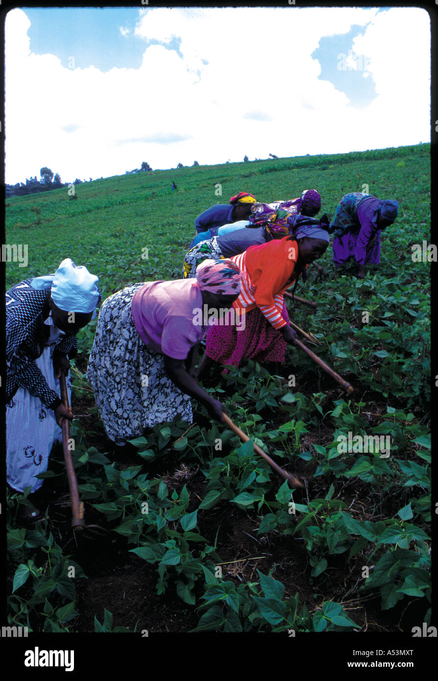 Painet ha1472 couleur 3003 de la coopérative agricole des femmes kukuyu terrain au pays en développement, de pays moins développés économiquement Banque D'Images