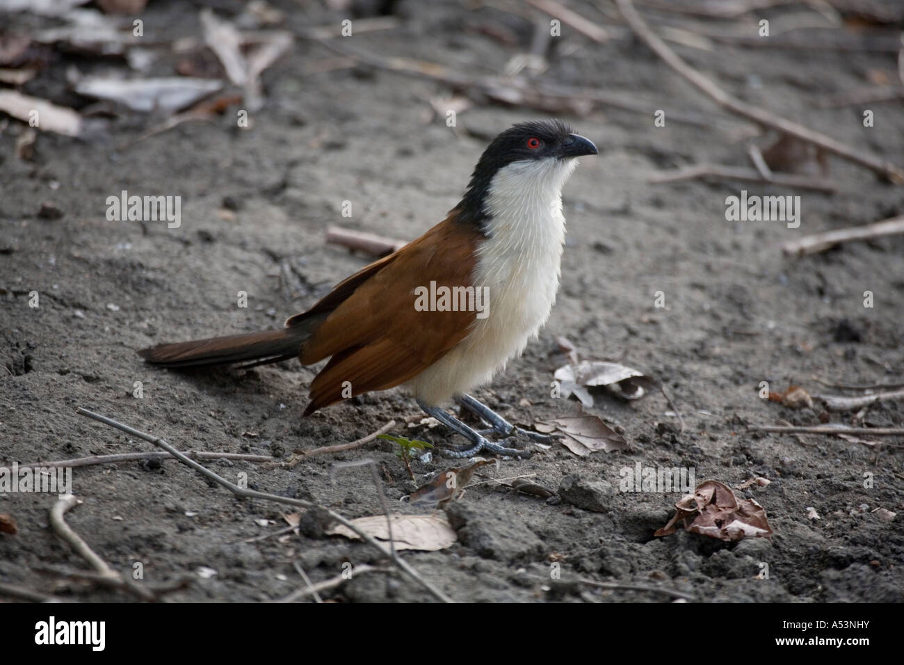 Coucal du Sénégal centropus senegalensis Banque D'Images