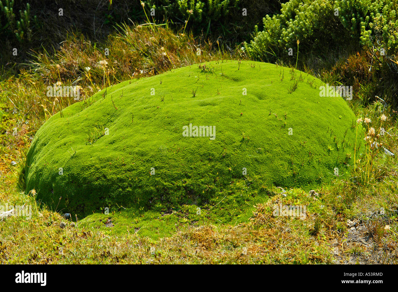 Sur le mont Pelion plante coussin est sur la voie terrestre dans la région de Cradle Mountain Lake St Clair nationalpark Tasmanie Australie Banque D'Images