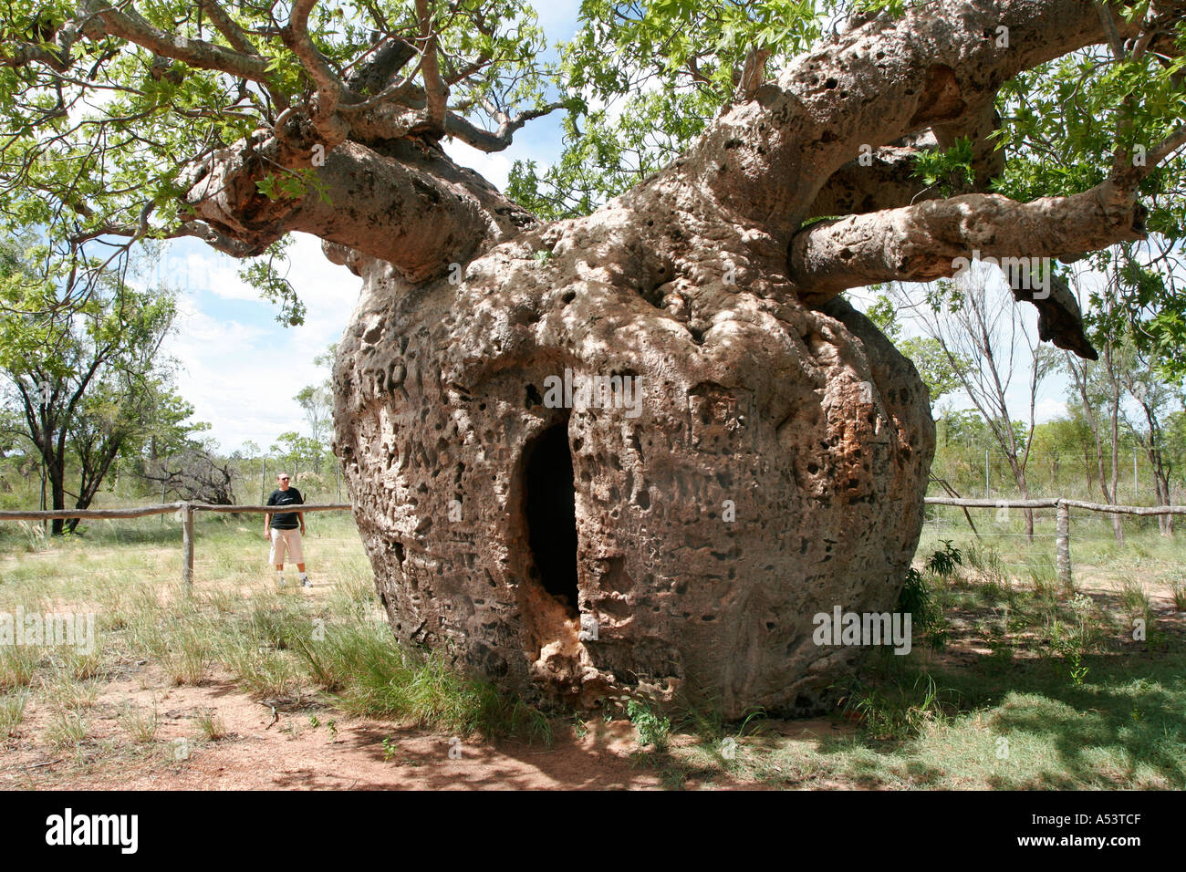 Baobab ou Boab prison tree dans l'ouest de l'Australie Kimberley Derby Banque D'Images