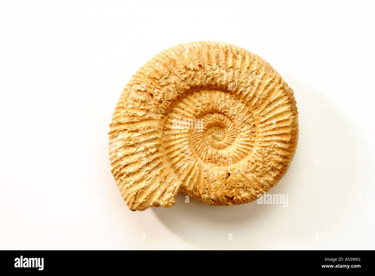 Ammonite du jurassique Banque D'Images
