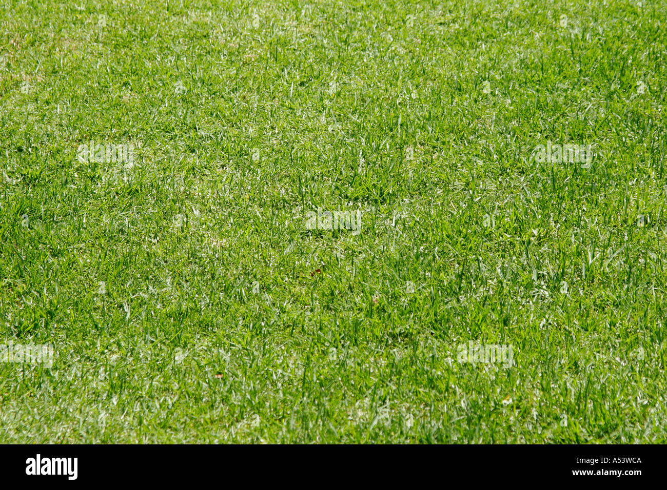 pelouse d’herbe coupée Banque D'Images