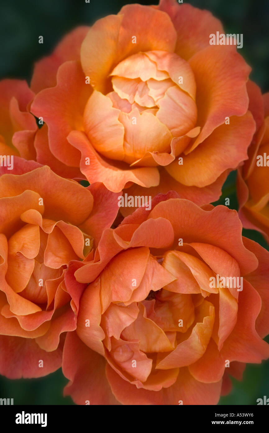 Gros plan de roses orange tourné comme les fleurs s'ouvrent Banque D'Images